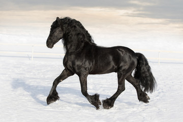 Black friesian horse with long mane running on the snow-covered field in the winter