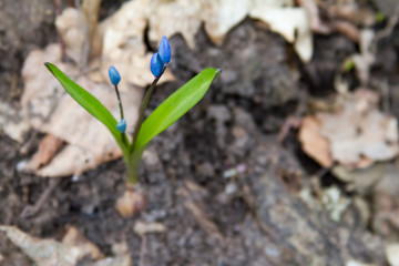 Scilla flowers on forest ground.