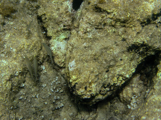 Fish colony ecosystem in Hvar Croatia