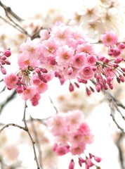 日本の桜の風景、枝垂れ桜