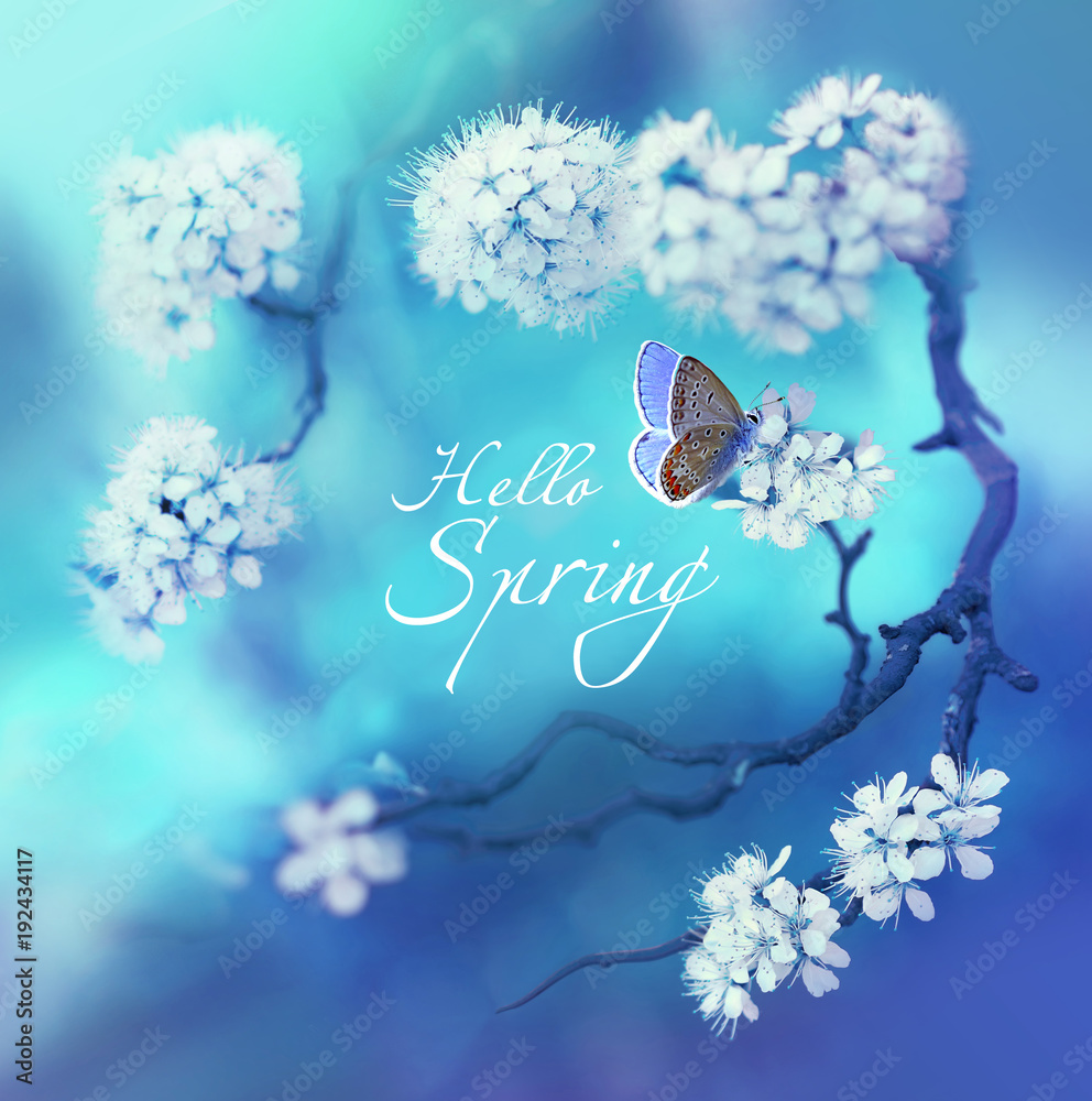Poster spring floral background with flowering cherry branch and butterfly on a blue background in nature o