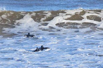 Surfers