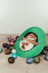 domestic bunny lying in green hat with easter eggs on surface