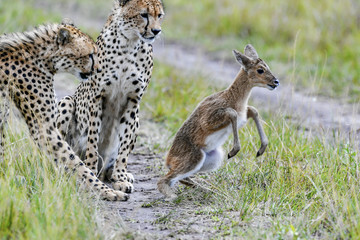 cheetah © Herbert