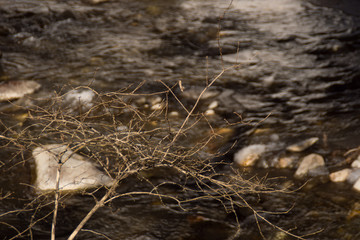 River and Tree