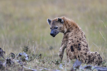 Fototapeta premium Hyena