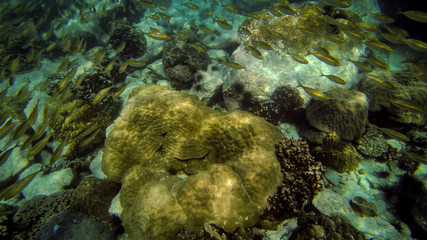small tropical fishes at coral reef