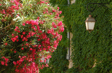 Lourmarin (Vaucluse) Lauriers roses et lanterne sur mur de vigne vierge, Luberon, Provence, france