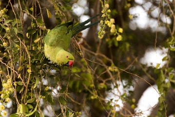 Rose-ringed parakeet (parrot) swinging, eating on tamrind tree in Djibouti East Africa