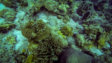 marine landscape with underwater view