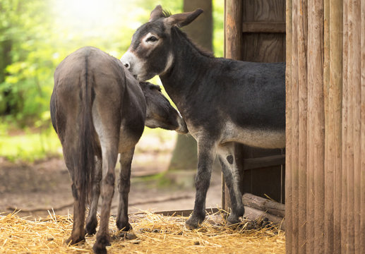Pair of donkeys showing affection to each other - Two cute and funny donkeys taking care of each other, outside a wooden stable, on a sunny day of spring.