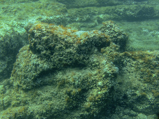Underwater landcape in Hvar croatia