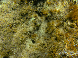 Underwater landcape in Hvar croatia
