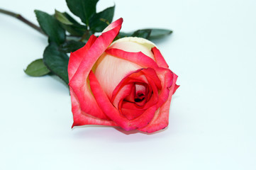 Wunderschöne rot weiße Rose liegend auf weißem Hintergrund