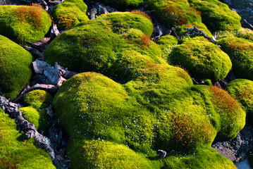 Bright green, yellow moss with red accents on a wooden surface, background