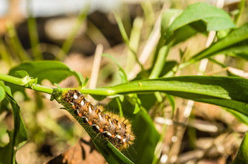 Caterpillars in their natural environment - close up 
