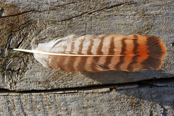 Striped red feather of hoopoe (Upupa epops)  close up, wooden grunge texture background
