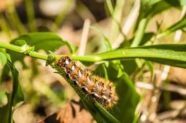 Caterpillars in their natural environment - close up 