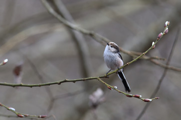 Long-tailed tit in spring, on the willow branches