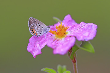 MÜCEVHER KELEBEĞİ © mylasa