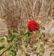 Lantana Camara blossom, selective focus on the flower