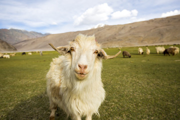 Pashmina Goat grazing - Chummatang - Ladakh India