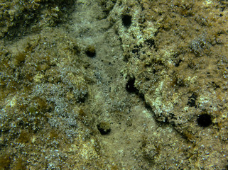 Underwater landcape in Hvar croatia