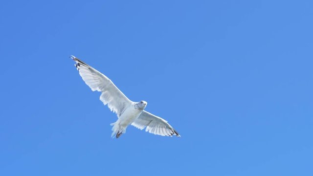 a wide angle slow motion shot of a flying seagull at portland, maine