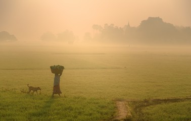 Indian housewife walking home through the fields with her dogs.Indian culture, lifestyle and peacefu
