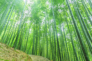 Fototapeta premium bamboo forest
