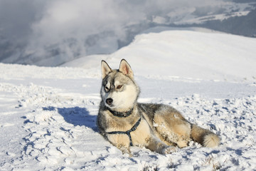 Husky dog lying on snow in mountains, Carpathian Mountains, Ukraine