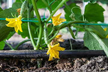 Cultivation of cucumbers, drip irrigation
