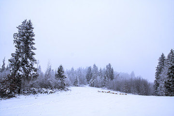 Winter time in forest of south Poland