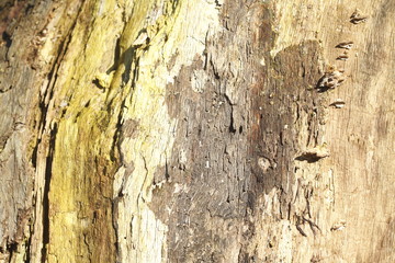 Holztextur, Hintergrundbild,  braune Baumrinde