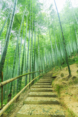 Fototapeta premium bamboo forest