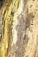 Holztextur, Hintergrundbild,  braune Baumrinde