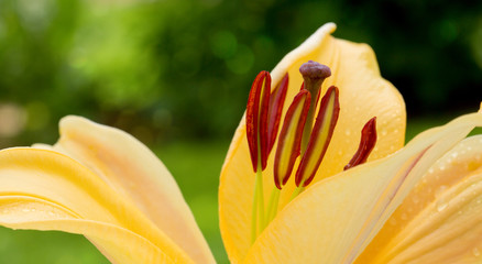 Lilly flower closeup.