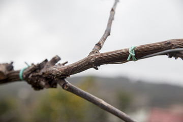 Growing vine, Agriculture.