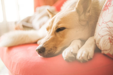 cute mixed breed white and brown dog laying on a bright sofa at home