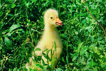 A small goose in the green grass.
