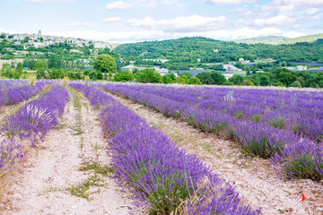 Fototapeta premium Lavender fields near Valensole in Provence, France.