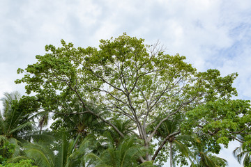 Exotic trees and sky in costa rica nature