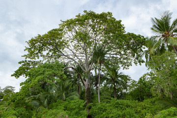 Obraz premium Exotic trees and sky in costa rica nature