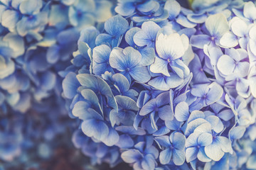 Hydrangea Flowers in the Garden