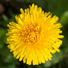 Dandelion yellow flower close-up in nature