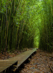 Boardwalk through the Bamboo forest on Maui's Pipiwai Trail 