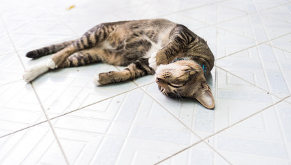 Cat Thai, Cat with a tiger pattern.