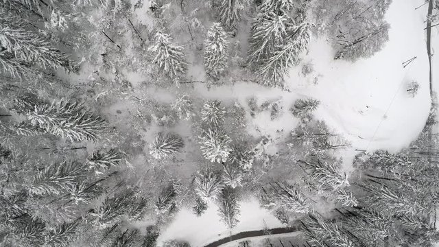 4K. Aerial footage. Flying out on forest tree tops covered with snow.