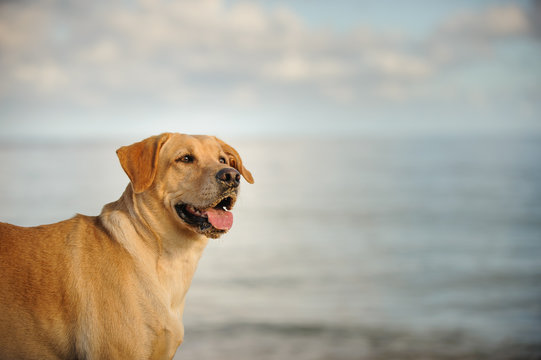 Yellow Labrador Retriever dog outdoor portrait by ocean water