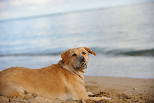 Yellow Labrador Retriever dog outdoor portrait lying on sand beach by ocean water